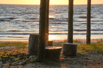 stumps in the dunes by the sea