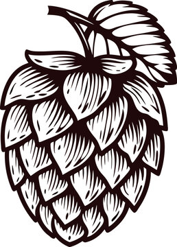 Hand drawn hop cone with leaf in vintage engraving isolated on white background illustration