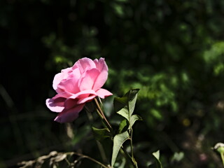 Brindabella pink valentine rose