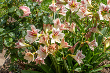 Easter Lilies or Lilium a cluster of Amaryllis flower plant in Bhutan