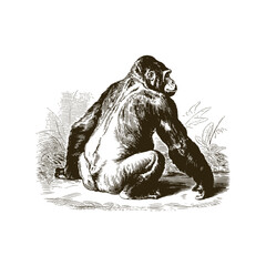 Fototapeta premium Vintage engraving woodcut gorilla vector illustration art design