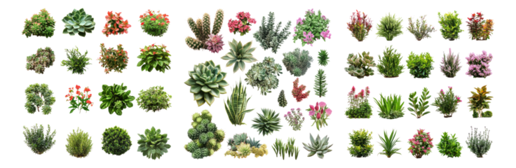 Assorted Succulent Plants Collection for Indoor and Outdoor Use, Isolated on Transparent, white background
