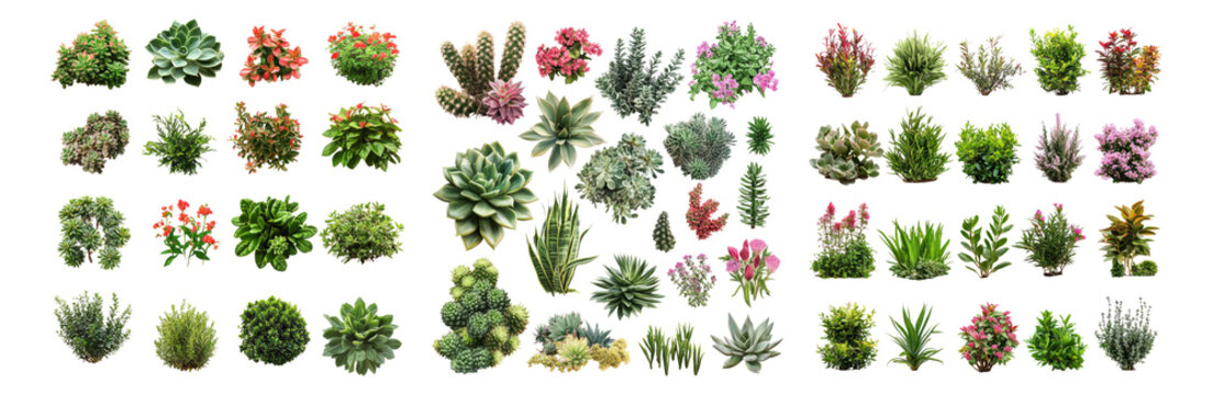 Assorted Succulent Plants Collection for Indoor and Outdoor Use, Isolated on Transparent, white background