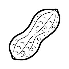 Peanut raw in skin. Hand drawn doodle vector. Ripe bean nut. Natural food. Organic ingredient. Grain seeds. Agricultural plant. Farm product. Illustration line art element.