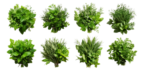 Fresh Herbs Selection for Culinary Use and Cooking Inspiration, Isolated on Transparent, white background