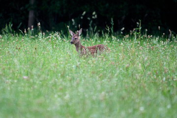 roedeer with fawn in a field