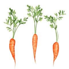 Hand drawn Illustration of Fresh Orange Carrots
