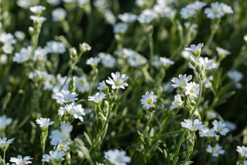 Star like white flowers of Cerastium tomentosum