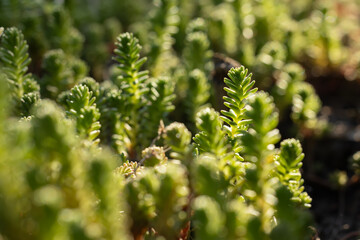 Sedum sexangulare is a species of plant in the family Crassulaceae. common in Europe