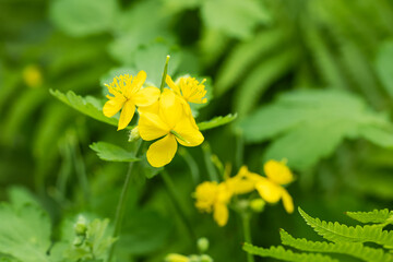 celandine flowers, medicinal plants celandine
