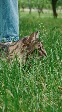 Close up portrait of a cat during the outdoor walk. , Pets owner relationship concept.	
