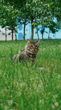 Close up portrait of a cat during the outdoor walk. , Pets owner relationship concept.	
