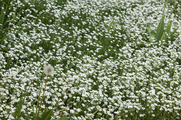 Star like white flowers of Cerastium tomentosum