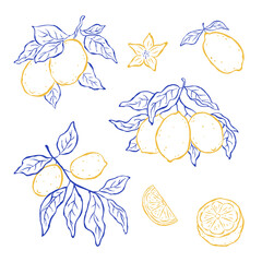 Set design elements of lemon fruits hanging on a branches on white background. Sketch italian style. Flat vector illustration. Mediterranean life. Ideal for card, poster, print, cover