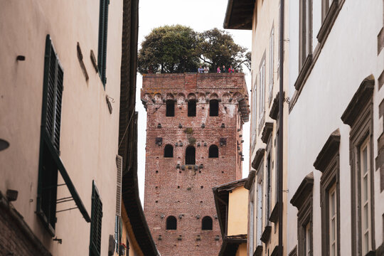 Fototapeta View of Guinigi Tower in Lucca, Italy, with trees growing on the rooftop.
