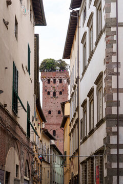 Fototapeta View of Guinigi Tower in Lucca, Italy, with trees growing on the rooftop.