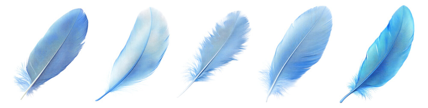 Fototapeta Delicate Blue Feathers Isolated on a Clean White Background, Isolated on Transparent, white background