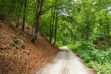 Forest road in a mountainous beech forest