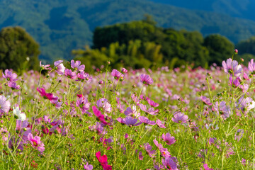 秋空の下に咲き誇るピンクのコスモス畑
