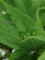 水玉