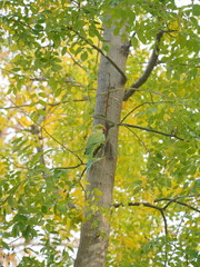 Obraz premium view of a beautiful green parrot on a tree