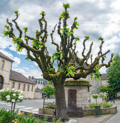 Old moss-covered linden tree with fresh foliage sprouting from its stunted and clipped branches, in Souillac, France