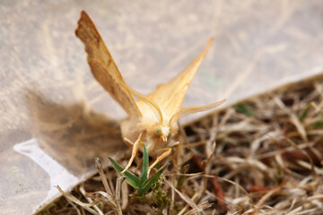 Dusky Thorn Moth (Ennomos fuscantaria). Taken near Salisbury, England.