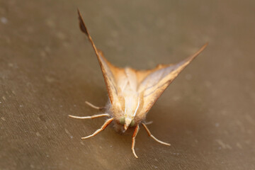 Dusky Thorn Moth (Ennomos fuscantaria). Taken near Salisbury, England.