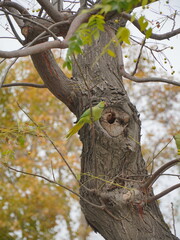view of a beautiful green parrot on a tree