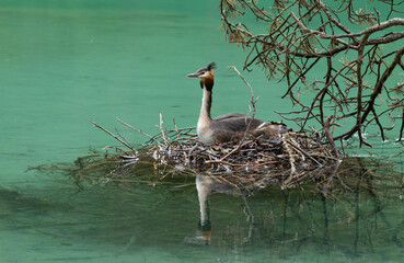 Great crested grebe in his birds nest on german Eibsee in Bavaria. High quality photo