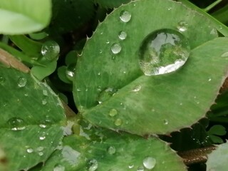 水玉