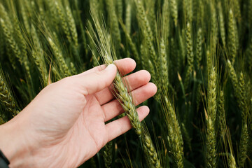 Close-up of a hand gently holding a wheat ear in a Serbian field. Sustainable agriculture in Vojvodina