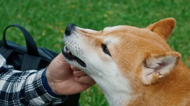 young man owner giving shiba inu dog a pine cone to chew during summer park walk playful outdoor pet bonding concept nature	
