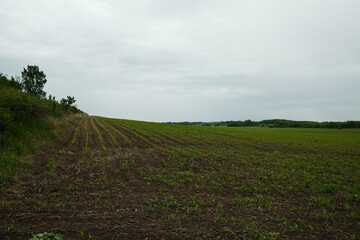 Field with emerging crops stretching toward the horizon, bordered by wildflowers and shrubs. Calm...