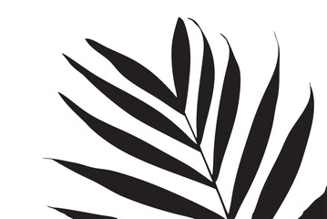 Black Palm Leaf Silhouette on White Background Minimal Botanical Art