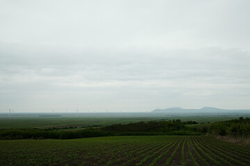 Wide rural landscape with young green crops growing in neat rows under a cloudy sky. Wind turbines...