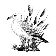 This black and white vector illustration features a seagull standing on rocky terrain surrounded by tall marsh grass. Hand drawn graphic sketch isolated on white. Perfect for maritime design.