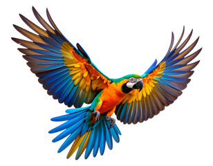 Fototapeta premium Colorful Bird in Graceful Flight with Wings Spread on Clear Background