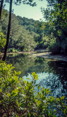 Tranquil river surrounded by lush green trees in a natural forest setting