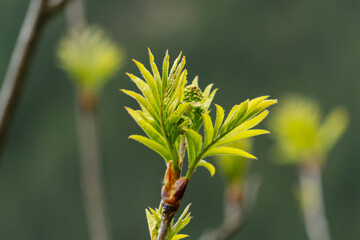yellow flower on green background macro