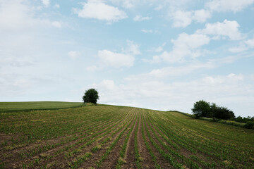 Symmetrical rows of young corn growing on a sloping hill. Lone trees sit at the top, with soft daylight and a sense of rural peace. Vojvodina, Serbia country