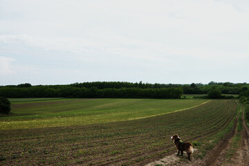 Australian shepherd dog stands on the edge of a dirt road, looking over planted fields and green...