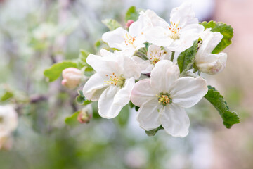 Fototapeta premium Blooming apple tree in spring time