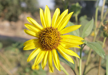Summer flowers