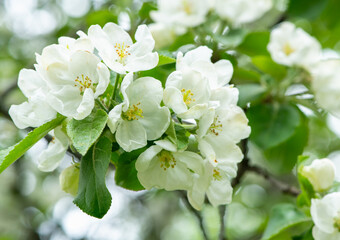 Blooming apple tree in spring time
