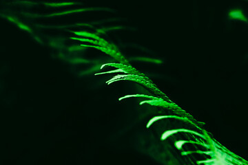 Beautiful fern leaves, close up view of green leaves, natural fern flower background under sunlight.