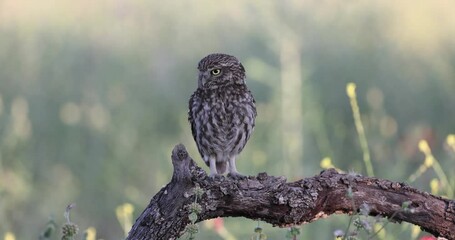 Little owl in its breeding territory inside an olive grove with the first light of a spring day