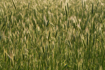 rye sowing in mid - summer