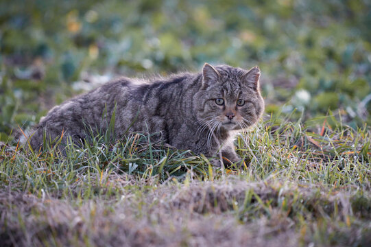 Wildcat 