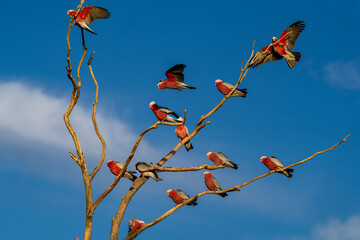 Galahs in the Glow  – Outback Silverton